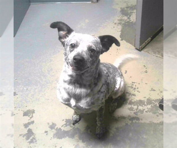 Medium Photo #1 Mutt Puppy For Sale in Tallahassee, FL, USA