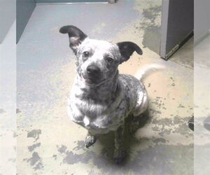 Mutt Dogs for adoption in Tallahassee, FL, USA