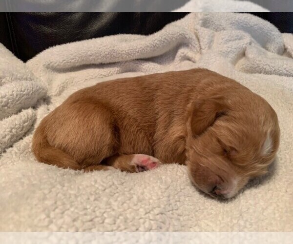 Medium Photo #10 Goldendoodle Puppy For Sale in AUSTIN, TX, USA