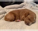 Small Photo #10 Goldendoodle Puppy For Sale in AUSTIN, TX, USA