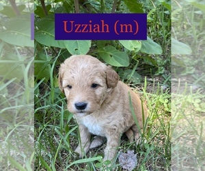 Goldendoodle (Miniature) Puppy for Sale in KENT CITY, Michigan USA