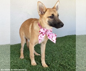 Macy - Female German Shepherd Dog-Unknown Mix Dog for Adoption - Photo #3