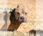 Small #11 Staffordshire Bull Terrier
