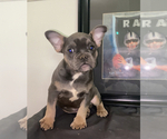 Small Photo #1 French Bulldog Puppy For Sale in WALDORF, MD, USA