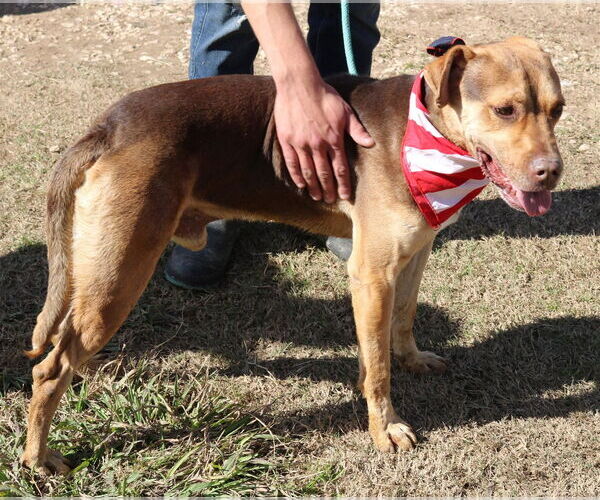 Medium Photo #4 Labrottie Puppy For Sale in Bandera, TX, USA