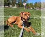 Small #12 Beagle Mix