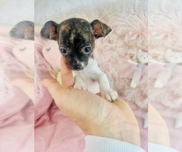 Medium Photo #3 Chihuahua Puppy For Sale in AVONDALE ESTATES, GA, USA