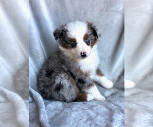 Miniature Australian Shepherd Puppy for sale in OXFORD, CT, USA