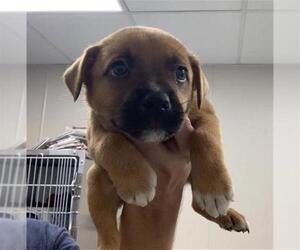 German Shepherd Dog-Unknown Mix Dogs for adoption in Visalia, CA, USA