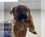 Small German Shepherd Dog Mix