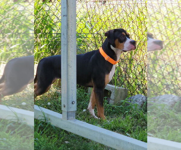 Medium Photo #2 American Pit Bull Terrier-Pointer Mix Puppy For Sale in Evansville, IN, USA