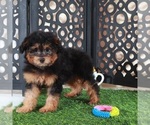 Small #1 Aussie-Poo