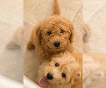 Small Photo #13 Goldendoodle Puppy For Sale in BAY VIEW, WI, USA