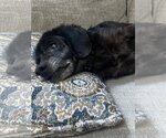 Small Photo #5 Dachshund-Unknown Mix Puppy For Sale in Woodbury, NY, USA
