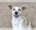 Forrest - Male Feist Terrier-Unknown Mix Dog for Adoption - Small photo