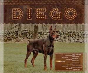 Father of the Doberman Pinscher puppies born on 10/01/2025