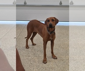 Mother of the Rhodesian Ridgeback puppies born on 02/26/2026