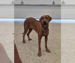Small Photo #1 Rhodesian Ridgeback Puppy For Sale in BUMPASS, VA, USA