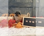 Puppy Blue Collar Yorkshire Terrier