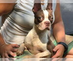 Small #1 Boston Terrier Mix