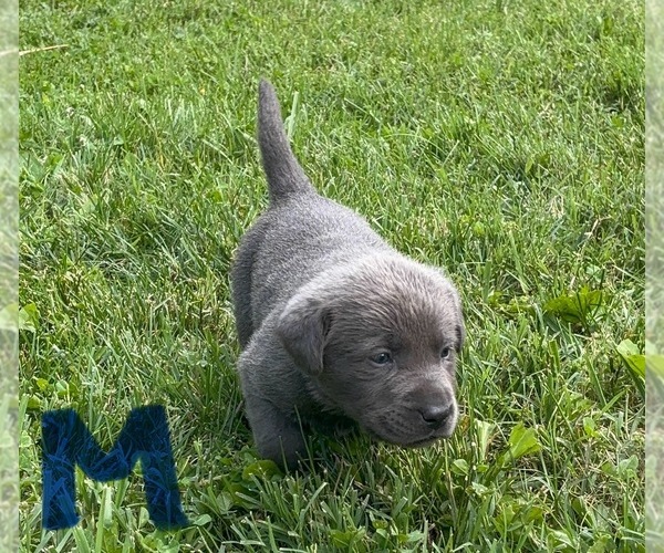 Medium Photo #13 Labrador Retriever Puppy For Sale in CORYDON, IN, USA