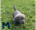 Small #12 Labrador Retriever