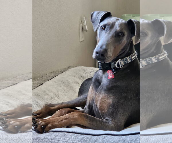 Medium Photo #3 Doberman Pinscher-Unknown Mix Puppy For Sale in Escondido, CA, USA