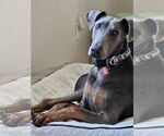 Small #2 Doberman Pinscher Mix