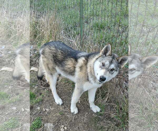 Medium Photo #1 Siberian Husky-Unknown Mix Puppy For Sale in Scottsboro, AL, USA