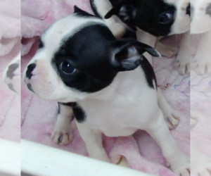 Boston Terrier Puppy for sale in BEND, OR, USA