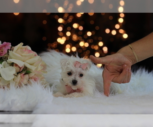 Medium Photo #7 Morkie Puppy For Sale in BEVERLY HILLS, CA, USA