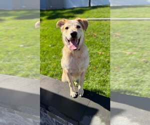 DUCKY - Male Mutt Dog for Adoption