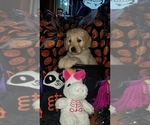 Small Photo #6 Goldendoodle Puppy For Sale in EAST POINT, GA, USA