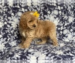 Small Photo #3 Cockapoo Puppy For Sale in LAKELAND, FL, USA