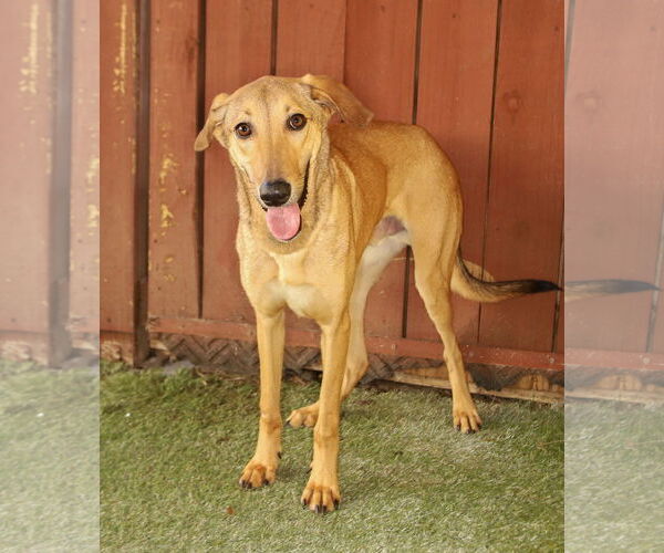 Medium Photo #4 Greyhound-Unknown Mix Puppy For Sale in Oakland Park, FL, USA