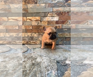 French Bulldog Puppy for sale in SPANAWAY, WA, USA