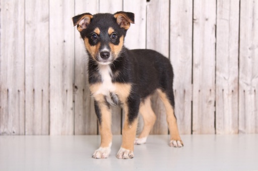 Medium Photo #1 Australian Shepherd Puppy For Sale in MOUNT VERNON, OH, USA