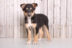 Small Photo #1 Australian Shepherd Puppy For Sale in MOUNT VERNON, OH, USA