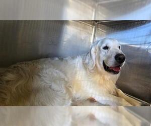 Golden Retriever-Unknown Mix Dogs for adoption in Riverside, CA, USA