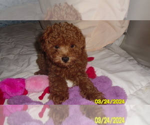 Poodle (Toy) Puppy for Sale in DULUTH, Georgia USA