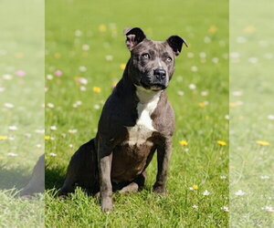 Mutt Dogs for adoption in Talladega, AL, USA