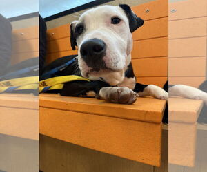 American Pit Bull Terrier-Unknown Mix Dogs for adoption in Germantown, OH, USA