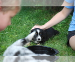 Small Photo #2 Australian Shepherd Puppy For Sale in DEER PARK, WI, USA