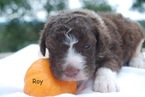 Small Photo #4 Aussiedoodle Puppy For Sale in CATHOLIC POINT, AR, USA
