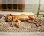 Small #5 American Staffordshire Terrier-Labrador Retriever Mix