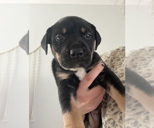 Labrottie Dogs for adoption in Brewster, NY, USA