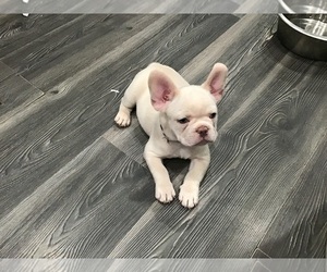 Medium French Bulldog
