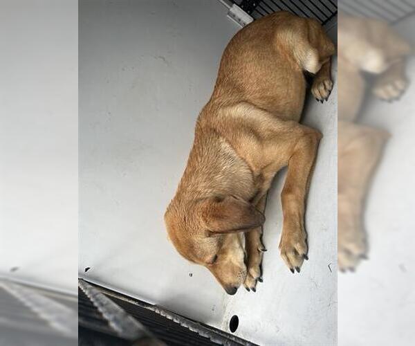 Medium Photo #1 Labrador Retriever-Unknown Mix Puppy For Sale in Houston, TX, USA