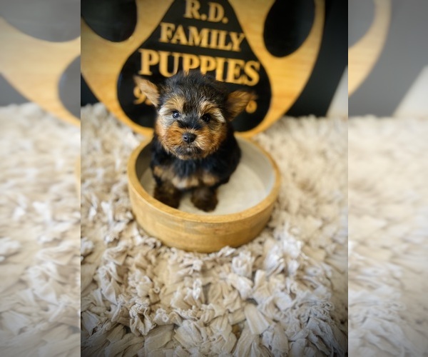 Medium Photo #5 Yorkshire Terrier Puppy For Sale in CROSSVILLE, TN, USA