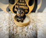 Small #4 Yorkshire Terrier